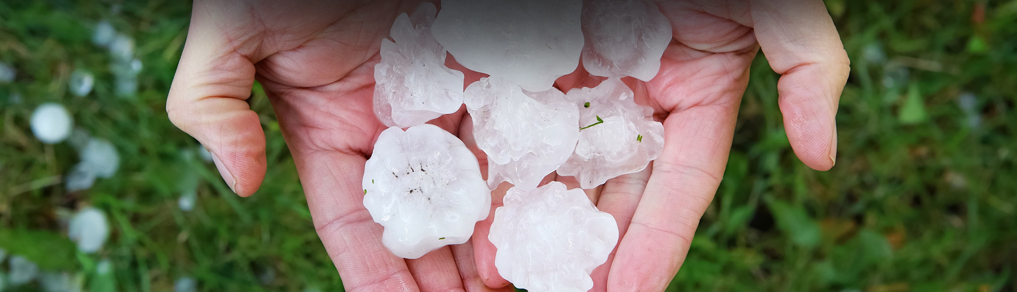 Cupped hands holding several large hailstones after a severe storm